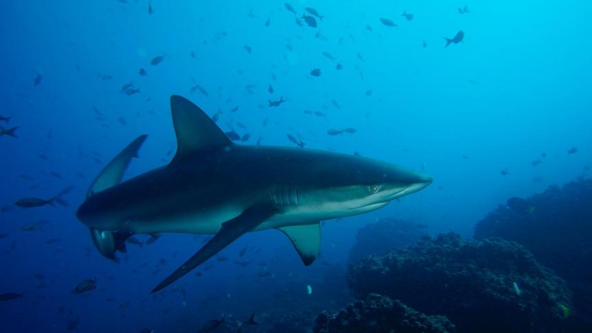 A Hawaï, une Française a été grièvement blessée par un requin.