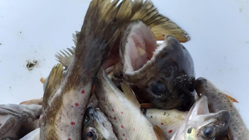 Des dizaines de truites plus ou moins grosses ont été retrouvées dans le cours d’eau.