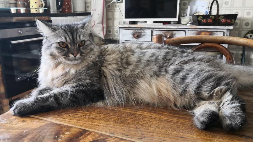 Parler bébé à son chat, une étude française en démontre les effets dans cette relation.