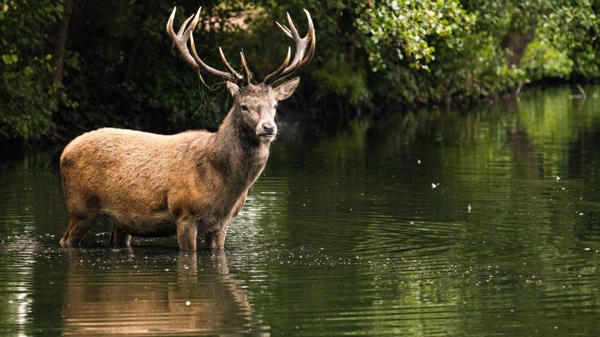 Pris en chasse, le cerf a fini par se jeter dans l’Oise pour échapper aux veneurs.