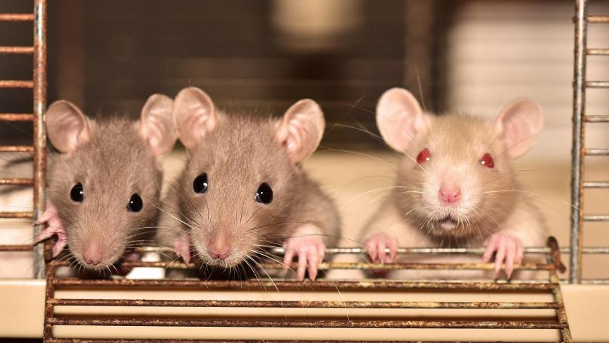En Inde les rats sont mis en cause dans des affaires de drogue. Pour avoir mangé les stupéfiants!