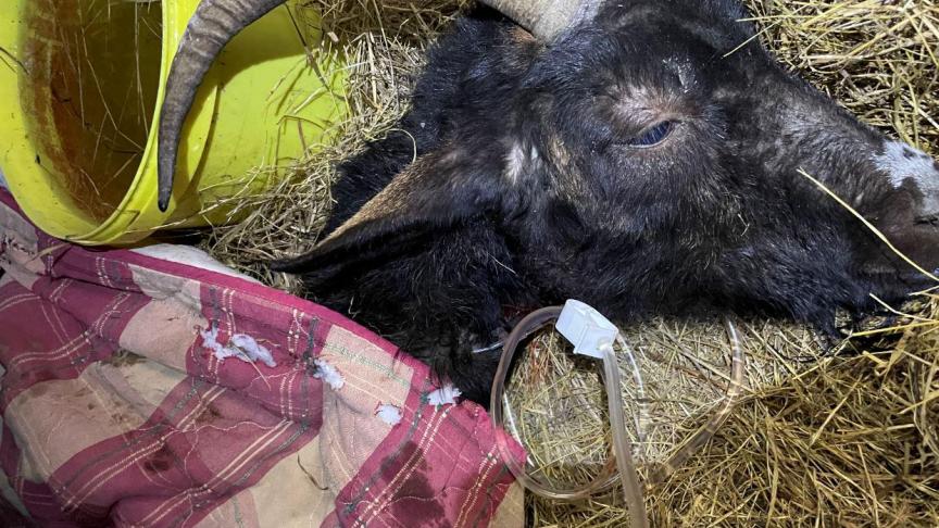 D’après Emilie Jauffret, 7 chèvres de sa ferme pédagogique ont été empoisonnées.