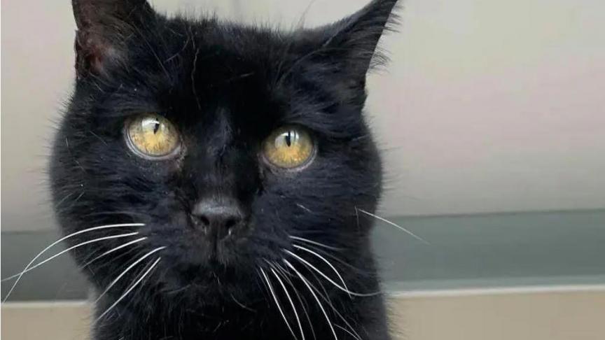 Le chat Mietzi a été sauvé par une vétérinaire et replacé au lieu d’être euthanasié.