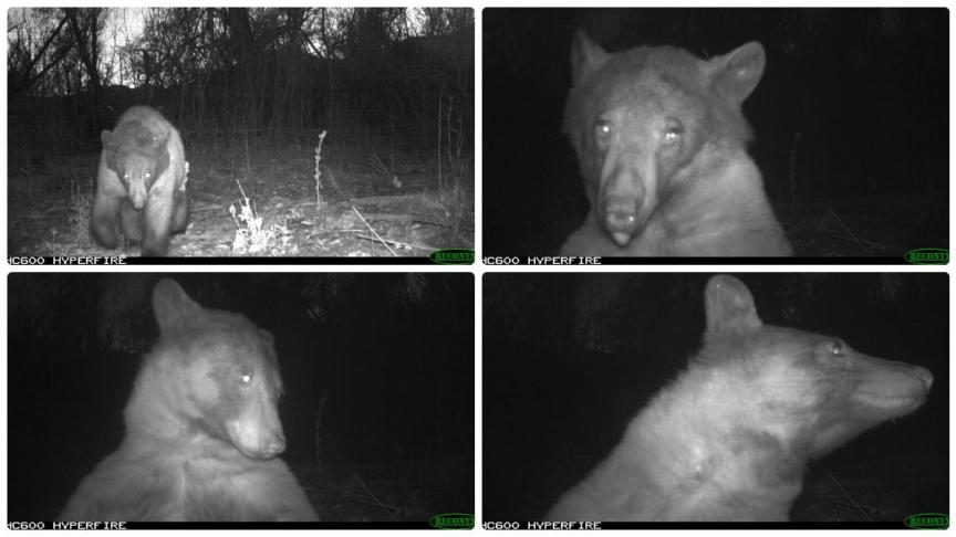 L’ours s’est longtemps attardé devant l’un des pièges photographiques de l’espace naturel.