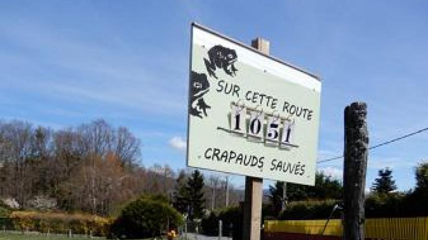 1051 crapauds ont été sauvés au bord de la route de Viaison à Reignier-Esery. Franck Gerfaud Valentin/LPO