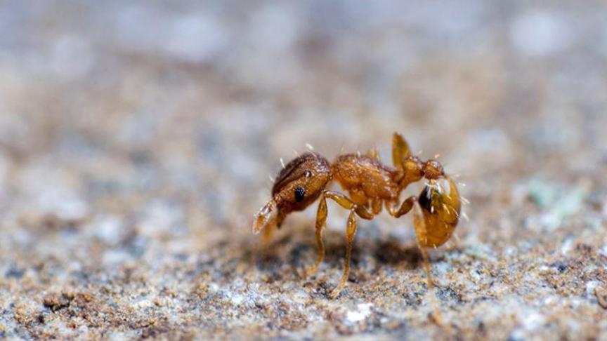 La fourmi électrique arrive en France et ce fléau écologique est une vraie source d’inquiétude.