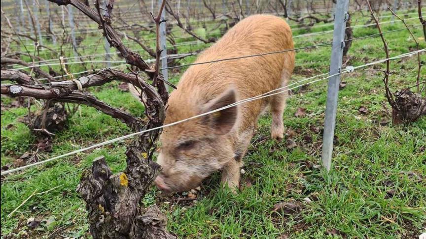 Des cochons dans les vignes, de quoi surprendre, mais surtout de quoi efficament désherber. Une expérimentation en Champagne et en Bordelais.