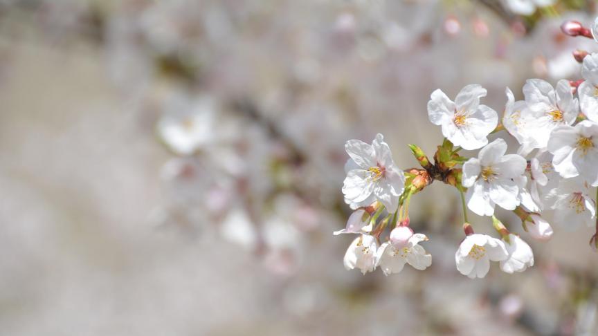 Saison climatique, saison du calendrier, saison naturelle..., donnons des explications sur ces différences.