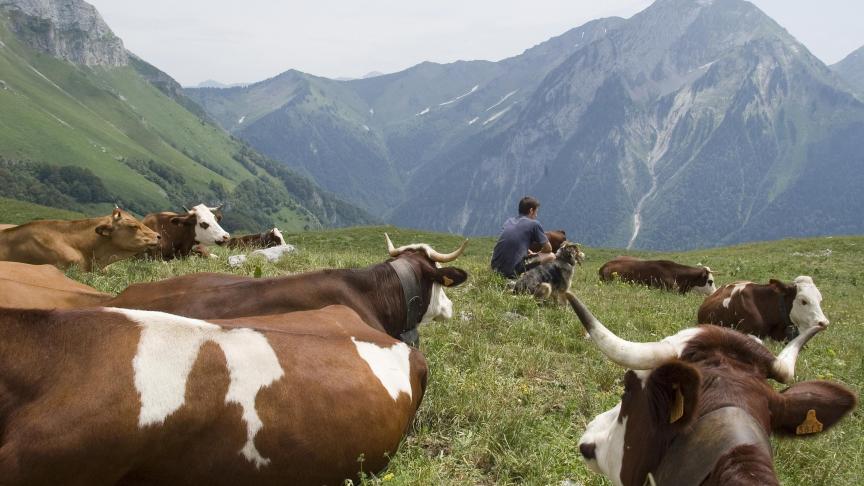 Plus de 700 vaches feront le déplacement à La Roche-sur-Foron, à l’occasion de la première édition de Vaches en piste, du 30 mars au 2 avril.