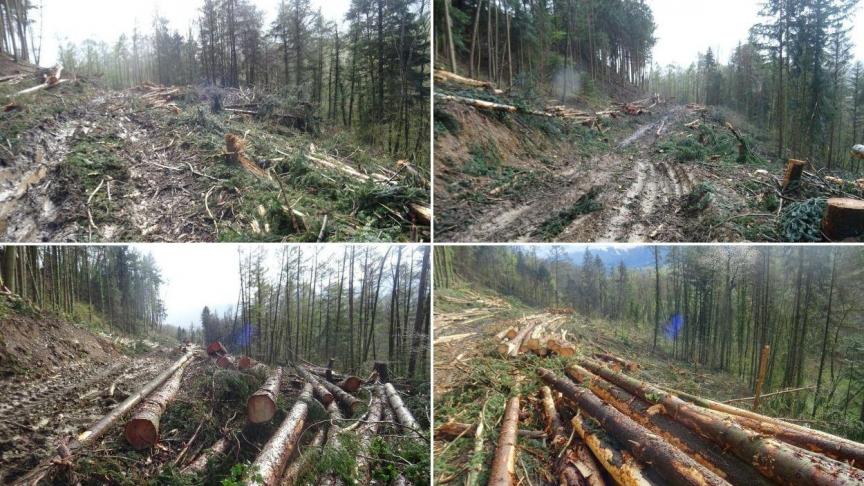 L’abattage des arbres dans le bois de la Combe a commencé début avril.