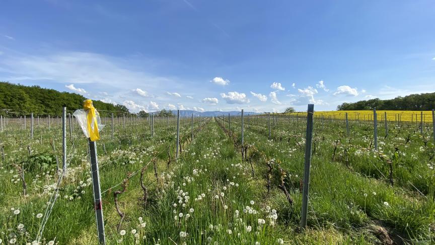 Les 8 parcelles de vignes acquises par Ferney-Voltaire, entre le Jura et les Alpes.