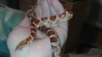PHO_1_serpent_perdu