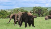 En fuyant des rangers dans le parc national Kruger en Afrique-du-Sud, un braconnier est mort piétiné par des éléphants.
