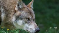 Marie-Louise Donzel-Gonet est favorable à la régulation du loup.