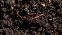 Plutôt qu’un cercueil ou une incinération, des Etats américains ont légalisé l’humusation ou compostage naturel des corps humains.