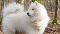 La chienne était de race samoyède et était âgée de 12 ans.