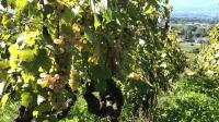 En raison de la sécheresse, les vignerons ont préféré attendre d’avoir un peu de pluie pour vendanger.
