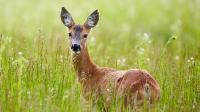 La biche a été percutée dans la nuit du lundi 3 au mardi 4 octobre. Le responsbale risque de ne pas être retrouvé, puisqu’il ne reste pas de marques visibles du véhicule.