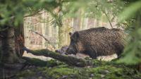 La chasse, lors d’une battue aux sangliers, a fait ce week-end, une nouvelle victime.