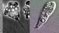 Les étapes d’évolution de cet amibe «mangeuse de cerveau» qui déclenche en s’insinuant jusqu’au cerveau une infection quasi toujours mortelle