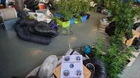 Les gendarmes ont saisi une cinquantaine de pieds de cannabis chez un habitant de Seynod.