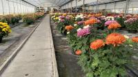 Le secteur de l’horticulture et de la floriculture subi de plein fouet l’inflation des énergies et des matières premières.