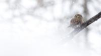 Trouver la chevêchette a été un moment de bonheur pour le photographe.