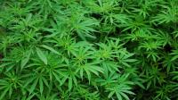 Le cannabis, la drogue la plus consommée en France et majoritairement par les trentenaires et plus.