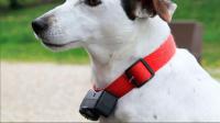 Les colliers dits de dressage, pour chiens et chats, pourraient bientôt être en France, interdits à l’utilisation et à la vente.