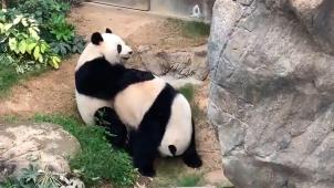 Les pandas Ying Ying et Le Le ont profité d’un peu de tranquilité pour s’accoupler.