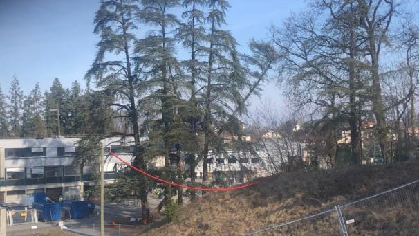 Une fois les occupants expulsés, les cèdres ont été abattus dans la foulée.