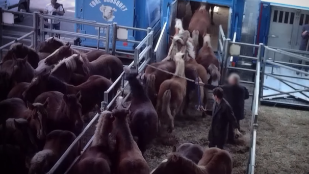 La Fondation Brigitte Bardot d&eacute;voile une vid&eacute;o montrant des actes de maltraitance animale sur des chevaux de la foire chevaline de Maurs (Cantal).